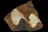 Fossil Ginkgo Leaves From North Dakota - Paleocene #95346-1